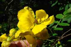 Senna sulfurea
